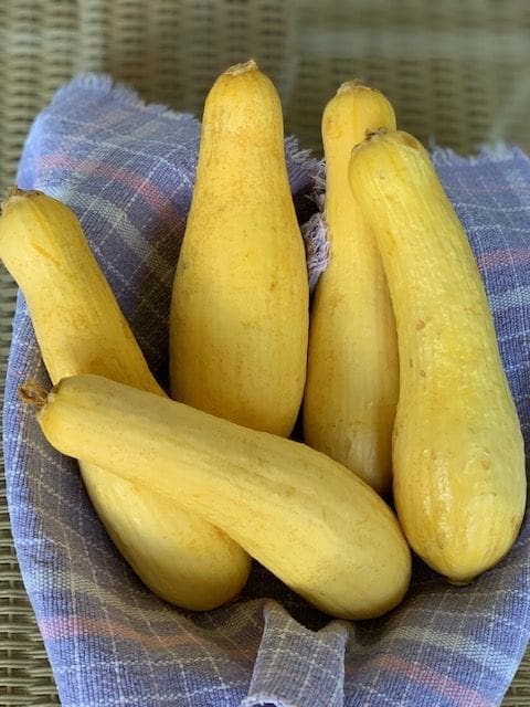 Yellow Squash