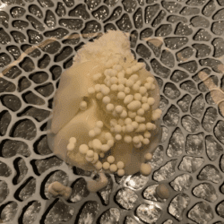 Alinea Arctic Char