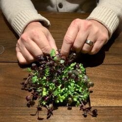 Temporis Fresh Herbs