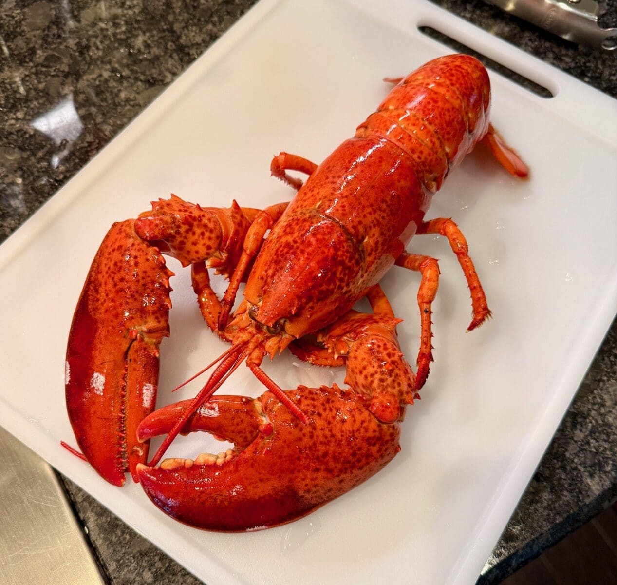 boiled lobster
