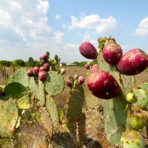 prickly pear cactus