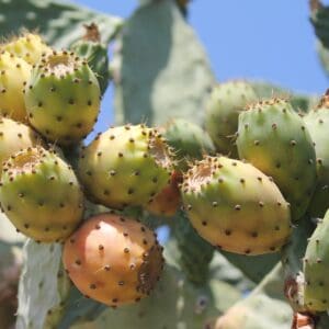 prickly pear cactus 2