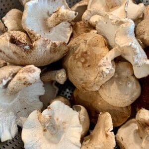 shitaake mushrooms