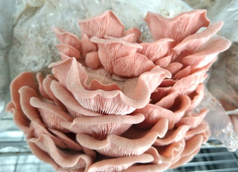 pink oyster mushrooms