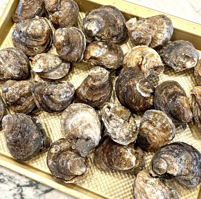 fresh live gulf oysters