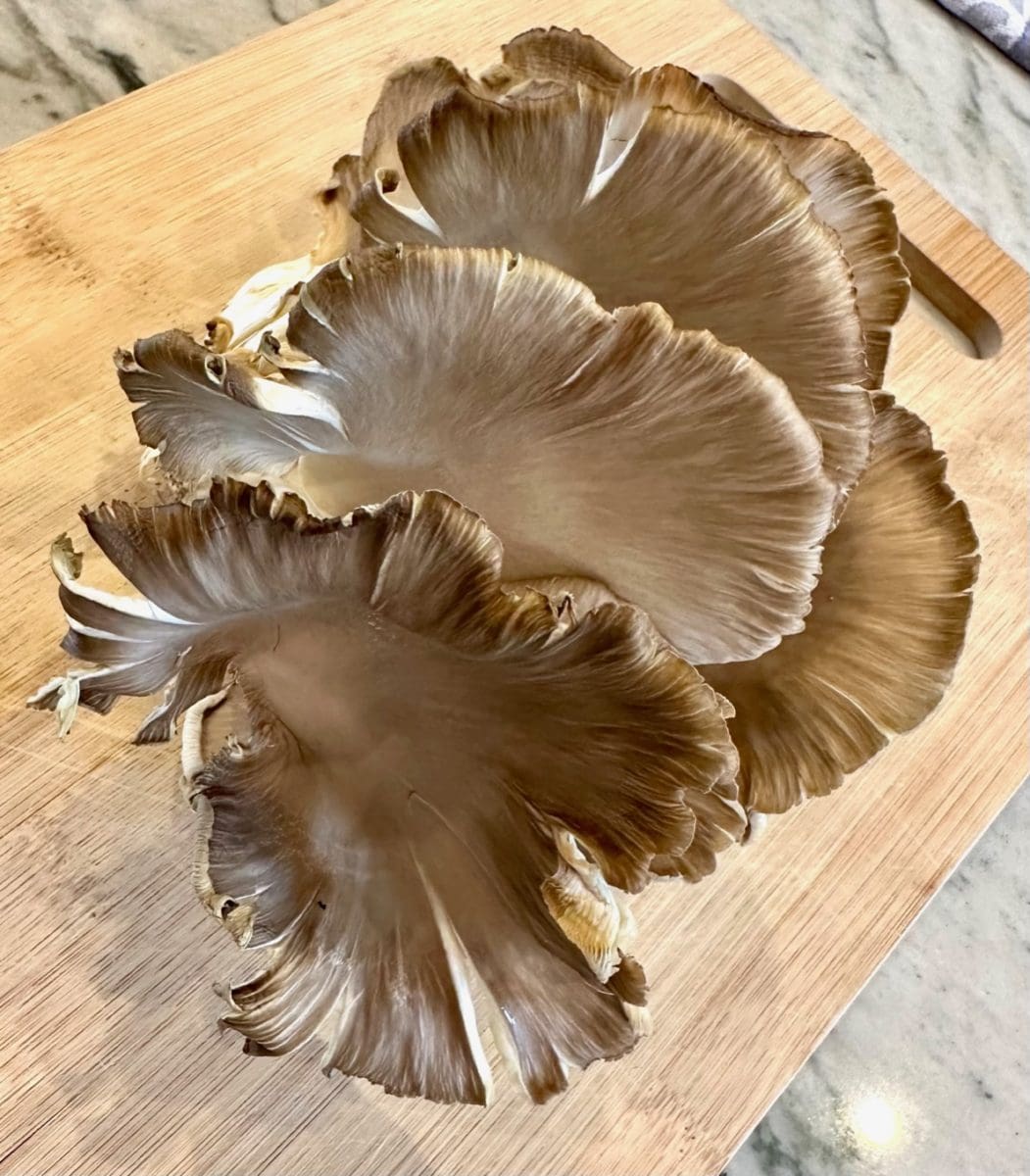 italian oyster mushrooms