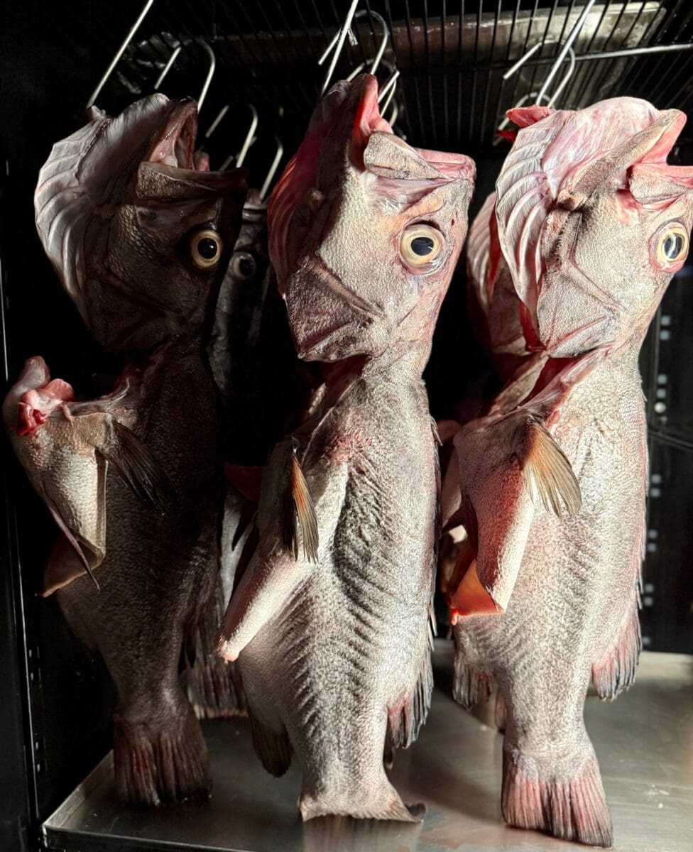 wreckfish