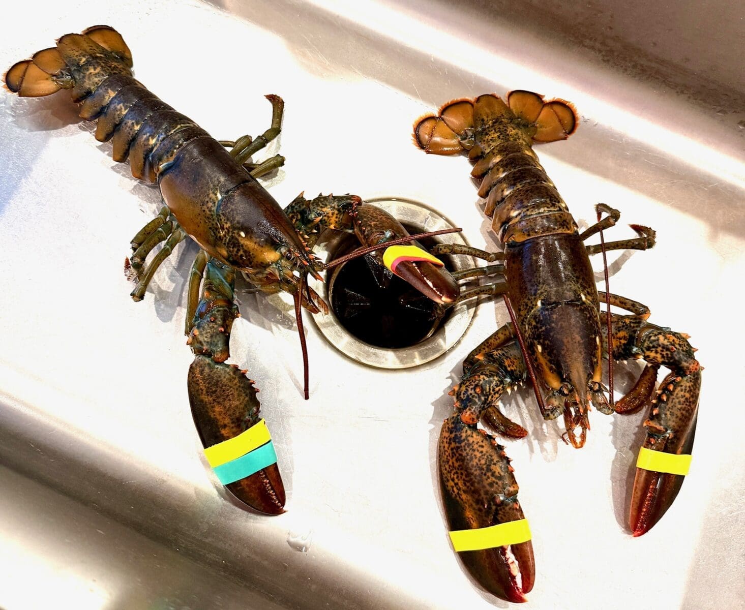 live lobsters